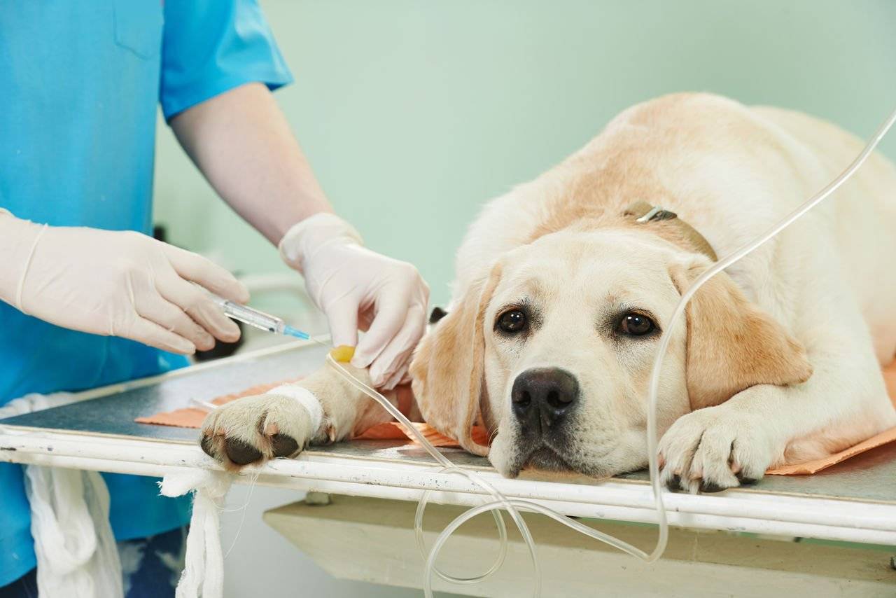 kartinka 3 u veterinara
