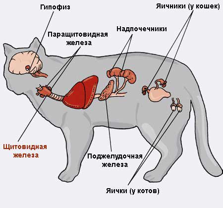 hormons