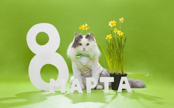 l 9804 otkritki Otkritka kartinka 8 marta otkritka na 8 marta otkritka s 8 marta stihi s 8 marta pozdravlenie s 8 marta kot tsveti
