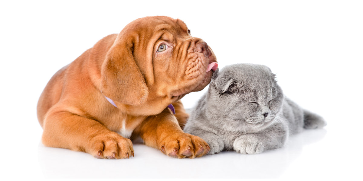 cat dog