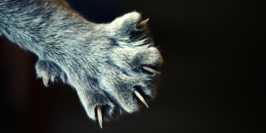 cats claws