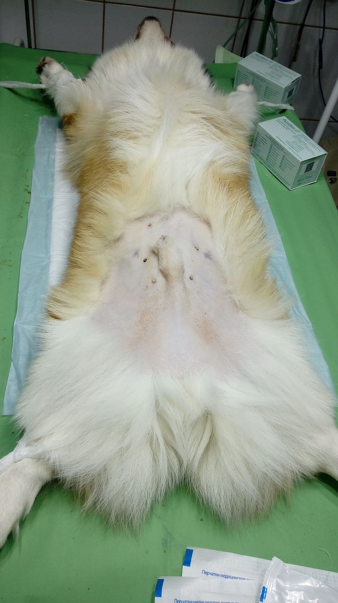корги1