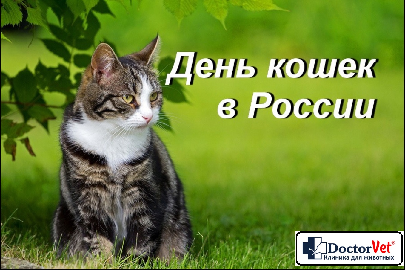 кот 1м