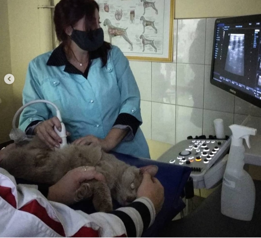 повклавузи1